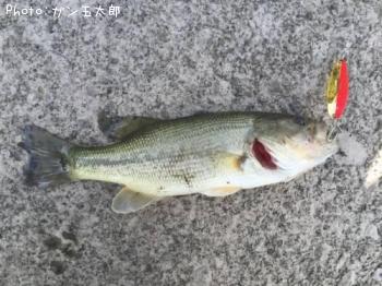 �֥�å��Х�