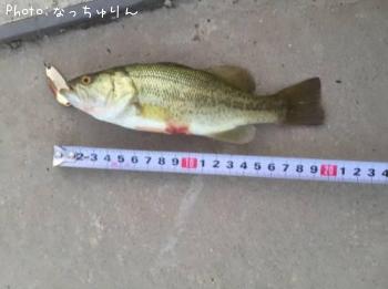 �֥�å��Х�