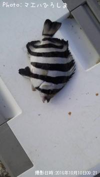 ����Х���