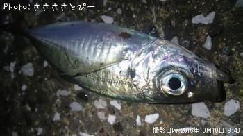 �����������Х����᥸�ʡ����ߥ��ʥ�