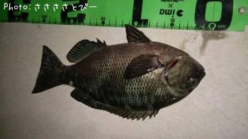 �����������Х����᥸�ʡ����ߥ��ʥ�