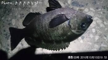 �����������Х����᥸�ʡ����ߥ��ʥ�