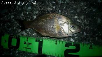 �����������Х����᥸�ʡ����ߥ��ʥ�