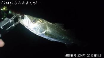 �����������Х����᥸�ʡ����ߥ��ʥ�