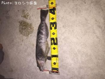 �����ʥ�