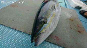 ¥ä¥Þ¥È¥Ê¥¬¥¤¥æ¡Ú¥Ä¥à¥Ö¥ê¡Û