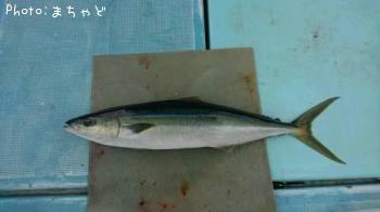 ¥ä¥Þ¥È¥Ê¥¬¥¤¥æ¡Ú¥Ä¥à¥Ö¥ê¡Û