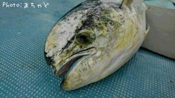 �ޥ�ӥ����ڥ������