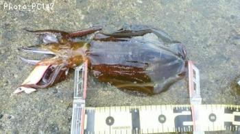 ¥¢¥ª¥ê¥¤¥«