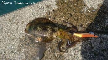 �����ꥤ��