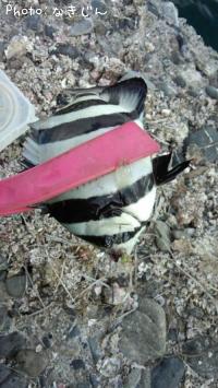 ���������ʻҶ���