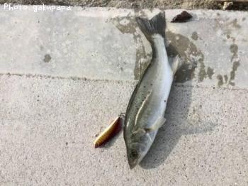 �����Х�