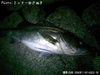 �ޥ륹����