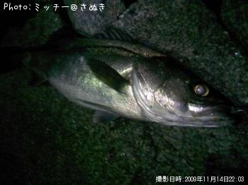 �ޥ륹����