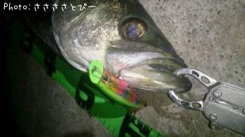 �����Х�