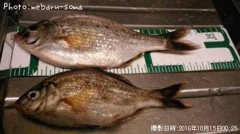 ���ߥ��ʥ�