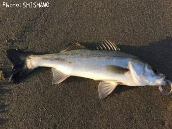 �����Х�