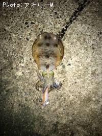 �����ꥤ��