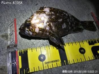 ���������饽��