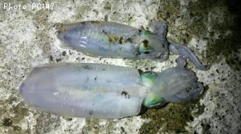 �����ꥤ��