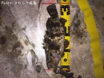 �٥å�������