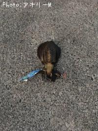 �����ꥤ��