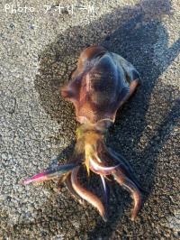 �����ꥤ��