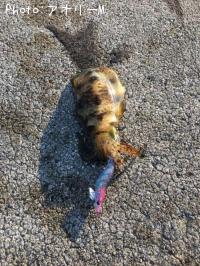 �����ꥤ��