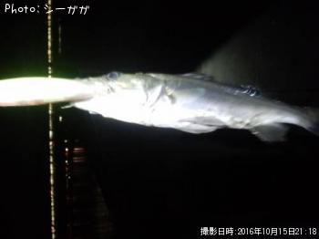 ͦ���ʥ����Х�