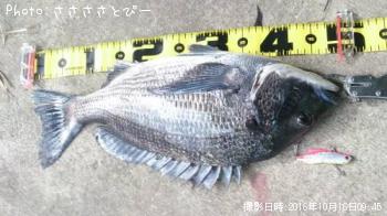 ¥¯¥í¥À¥¤¡õ¥·¡¼¥Ð¥¹