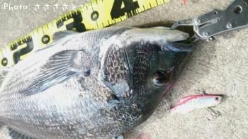 ¥¯¥í¥À¥¤¡õ¥·¡¼¥Ð¥¹