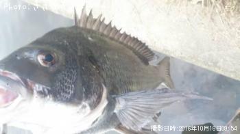 ¥¯¥í¥À¥¤¡õ¥·¡¼¥Ð¥¹