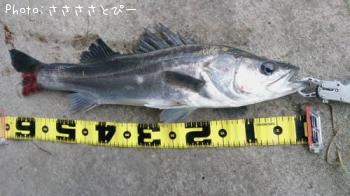 ¥¯¥í¥À¥¤¡õ¥·¡¼¥Ð¥¹