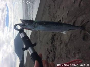 ¥ä¥º¡¦¥µ¥´¥·