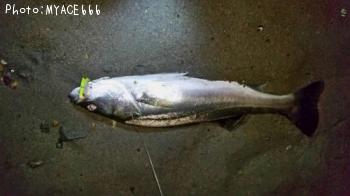 ���������������Х�