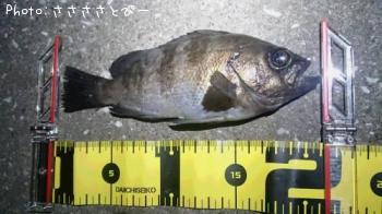 �����Х�����������Х�