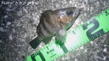 �����Х�����������Х�