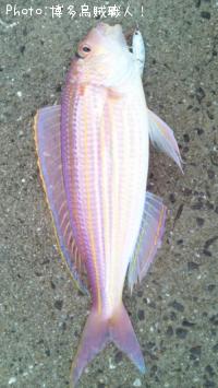 ���ȥ�����