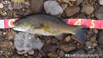 ���⡼��ޥ����Х�