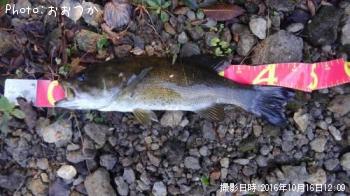 ���⡼��ޥ����Х�