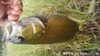 ���⡼��ޥ����Х�