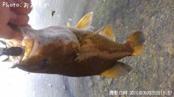 ���⡼��ޥ����Х�