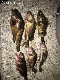 ¥«¥µ¥´¡¡¥¿¥±¥Î¥³¥á¥Ð¥ë