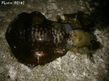 �����ꥤ��