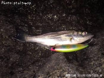 �����Х�