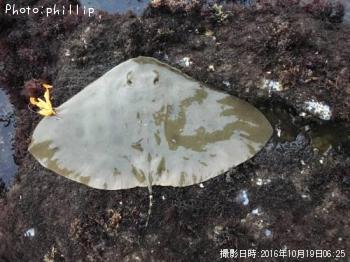 �ĥХ�������