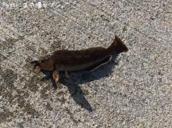 �����ʥ�