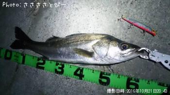 �����Х����٥���