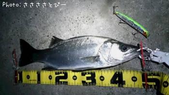 �����Х����٥���