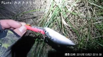 �����Х����٥���